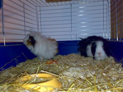 Gebe meine Meerschweinchen in liebevolle Hände ab
