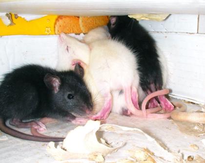 Rattenbabies dringend zu verschenken