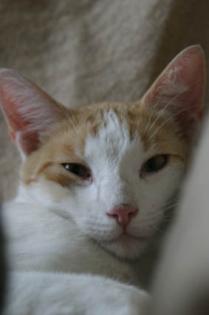Kater weiß mit roten Flecken VERMISST