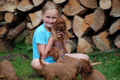 Irish Setter Welpen aus liebevoller Hobbyzucht
