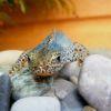 Bergmolch Ichthyosaura Triturus alpestris Nachzuchten und adulte Tiere
