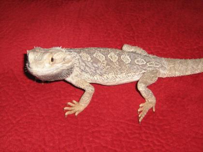 Bartagame, Männlich, 2 1/2 Jahre, ca. 45 cm