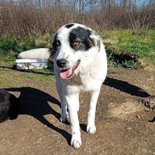 Ellie - sehr feinfühlig und mit starkem Charakter
