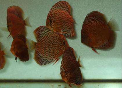 Diskusfische, eruption, leopard, lss zu günstigen preisen