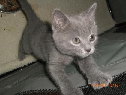 Chartreux-Kartäuser-Katzen mit Stammbaum