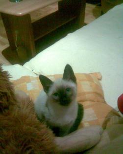 Süße Siam-Thai Kitten