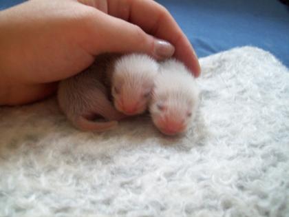 Mama mit Frettchen Babys sucht dringend zuhause