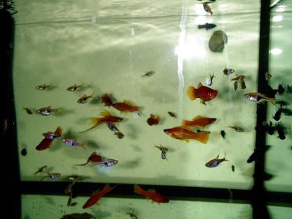 GUPPYS, PLATTYS RAVENSBURG
