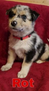 Siberian Husky x Australian Shepherd Mix