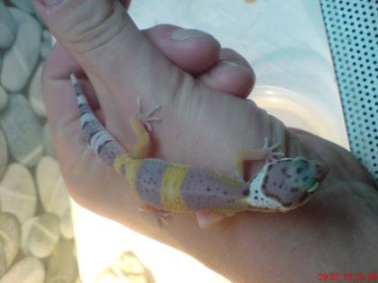 Leopardgecko Farbnachzuchten