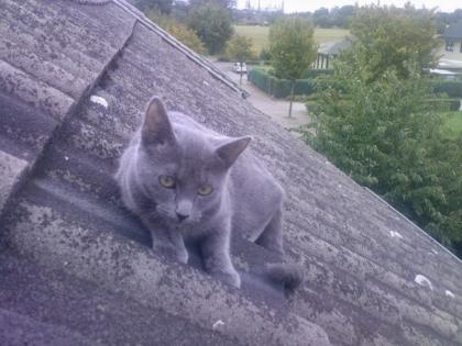 Bildschöne graue Katze sucht liebevolles zuhause