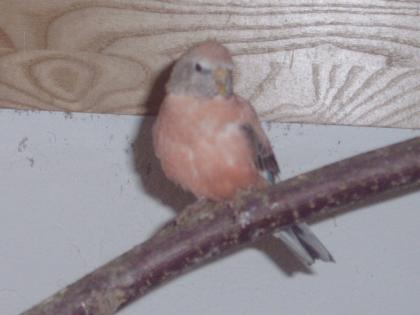 Rosa Bourkesittiche