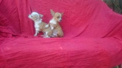 Mini chihuahua