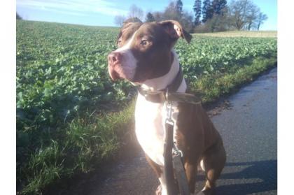 Red Nose Pitbull zu verkaufen