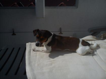 Jack Russel Terrier