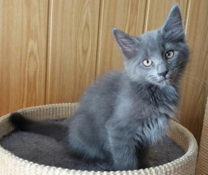 Norwegische Waldkatze - zauberhafte Kätzchen