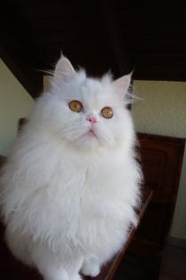 Weiser Perserdeckkater freut sich auf Damenbesuch.