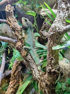 Physignathus cocincinus - Grüne Wasseragame 1. 0