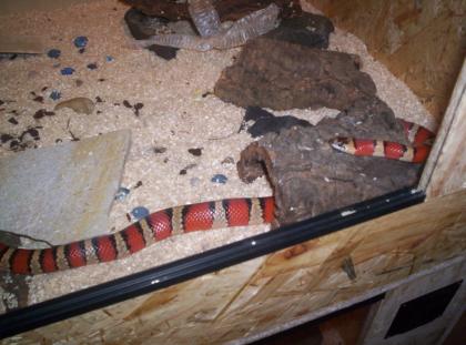 Biete 2. 1 Lampropeltis Mexicana Thayeri von 2021
