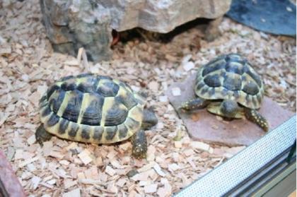 3 Griechische Landschildkröten T. H. Boettgeri