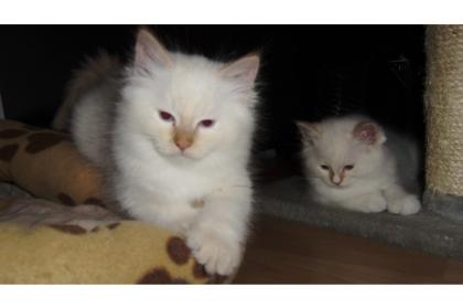RAGDOLL-HEILIGE BIRMA-KATERCHEN suchen neue Dosenöffner