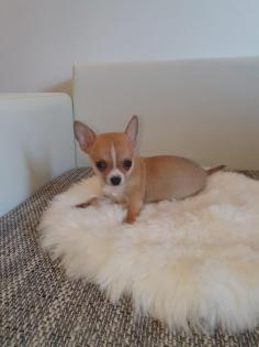 Chihuahua welpen