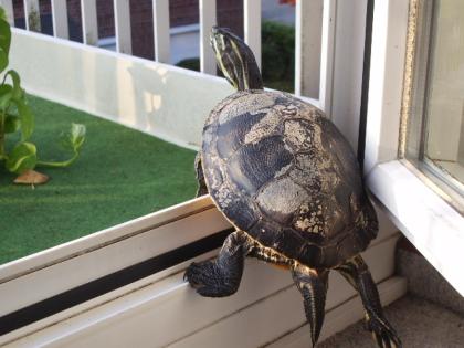 Rudi die Schmuckschildkröte