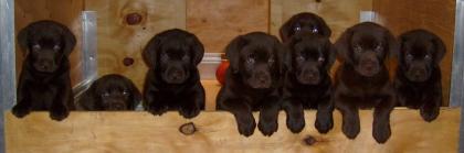 Schokobraune Labradorwelpen