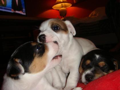 Kleine Parson Jack Russel zu verkaufen