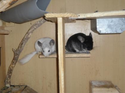 Chinchilla pärchen zu verkaufen