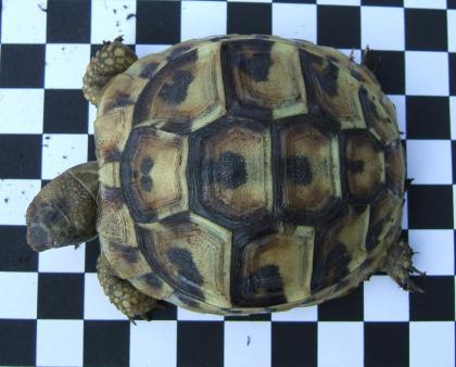 Landschildkrötenbabys