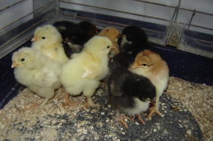 Marans Küken zu verkaufen