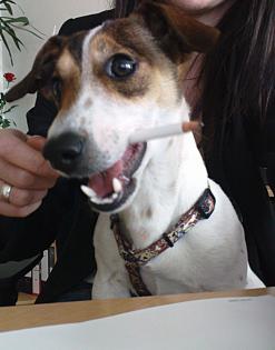 Jack Russell Deckrüde