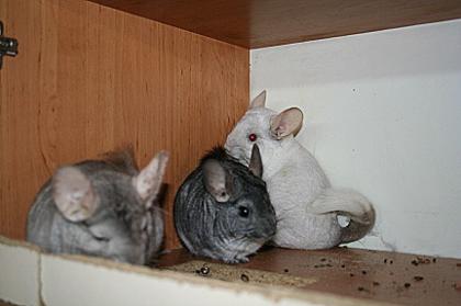 Nur als Trio