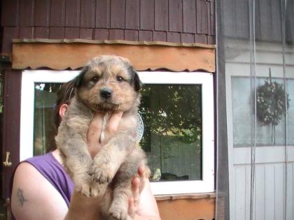 Harzer Fuchs Hütehund Mischlings Welpen