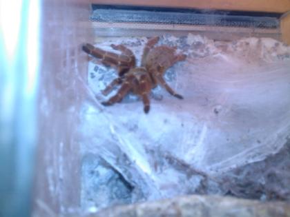 Verkaufe 0. 1 Pterinochilus murinus orange adult