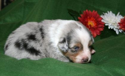 6 Australian Shepherd Welpen