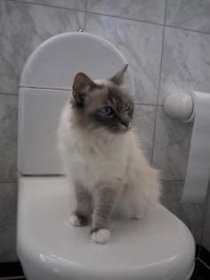 Suche HL Birma Deckkater ohne Papiere