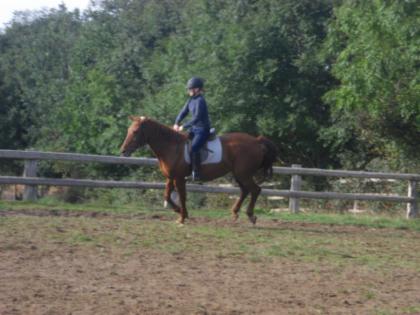 Suche Reitbeteiligung