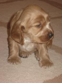 Verkaufe Englisch Cocker Spaniel