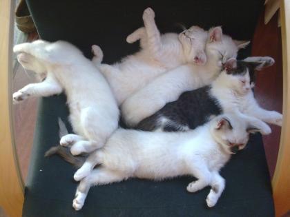 Super süße BKH-Kitten mit einem Hauch Bengale