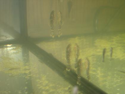 Antennenwelse jung