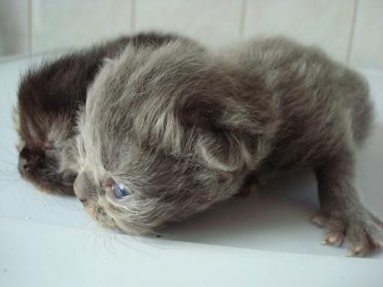 Zwei Perserbabys 200Euro