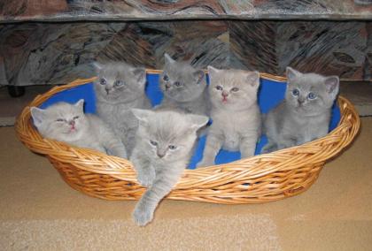 BKH Katzenbabys, reinrassig und süß