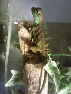 Grüne wasseragamen physignathus cocincinus