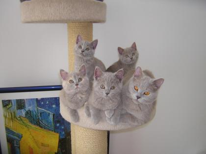 Süsse BKH Kitten in lilac mit Papieren