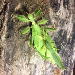 Wandelnde Blätter phyllium philippinicum und toboloense