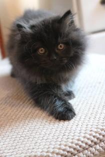 THEY ARE, THE BLACK British Longhair