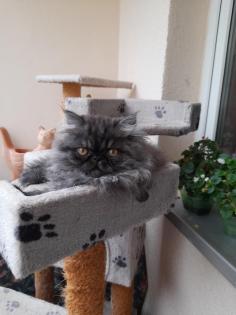 Perser Katerchen sucht liebes zu Hause