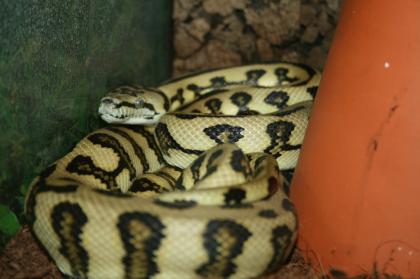 Morelia spilota McDowelli HC-Jaguar 0. 1